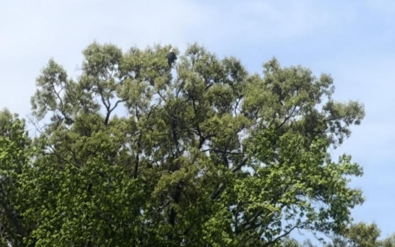 Pic taken from further away. He’s way up on the top,