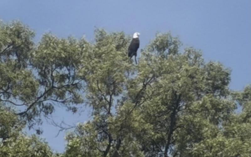 Eagle’s usual tree