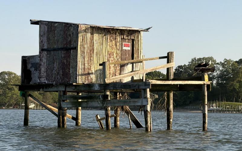 Old abandoned duck blind with osprey on the right