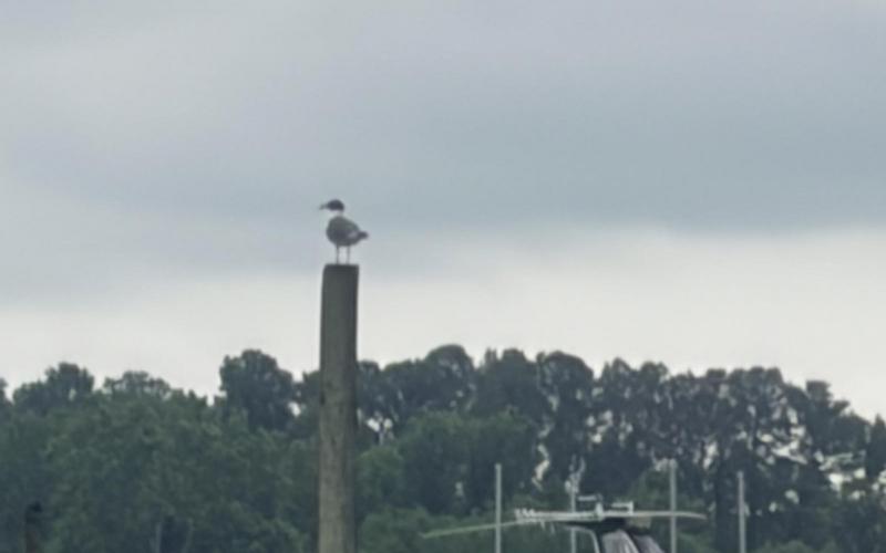 Seagull on piling