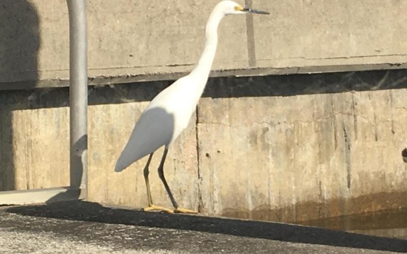 Snowy egret on a dock