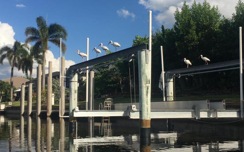 Flock of snowy egrets on a boat lift