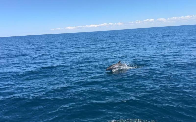 Dolphin escort