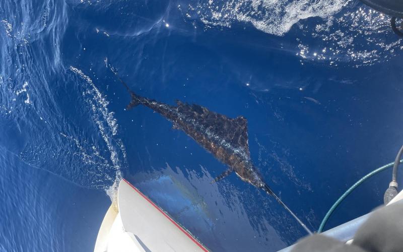 Sailfish coming in to Bimini, too bad we can’t eat him…