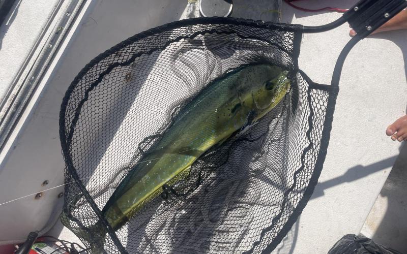 Our first big edible fish!