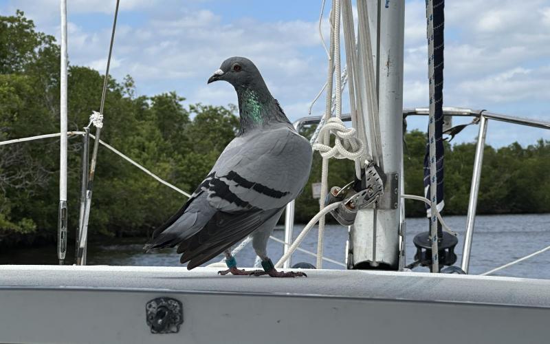 A pigeon landed on my boat and stayed for almost 30 minutes