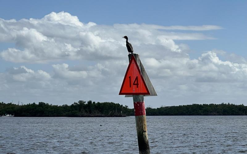 Bird on daymark for channel to Alligator Creek