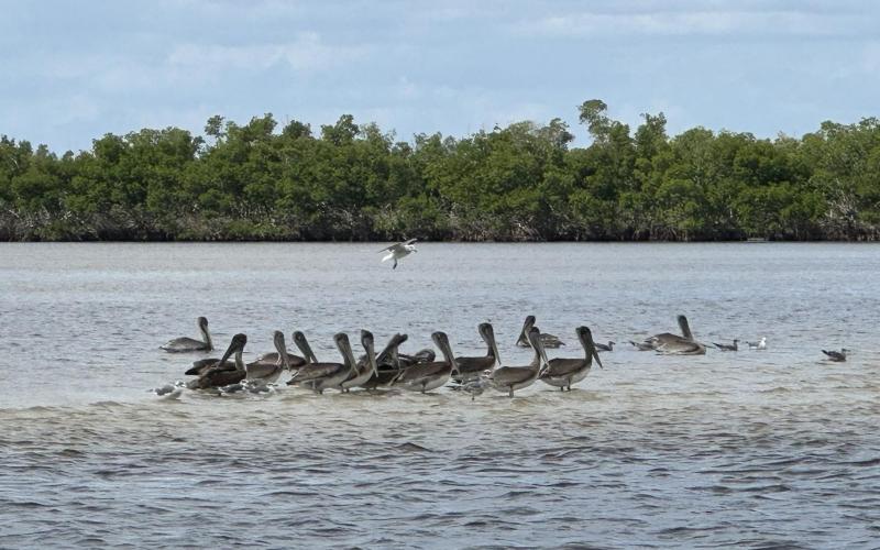 Pelicans on a sandbar near the mouth of Alligator Creek