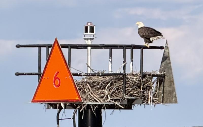 this eagle wants to be an osprey, apparently