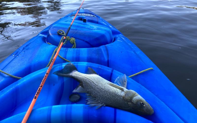 BIG perch