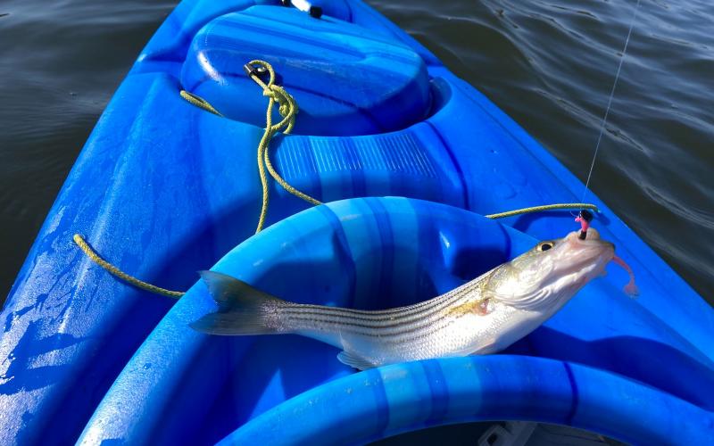 Small striper