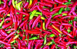 Capsicum frutescens, chili pepper. Did you ever think of using it on your hull to keep critters from hanging on? Photo by Eric Hunt