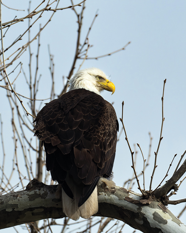 Bald eagle by Ted Morgan