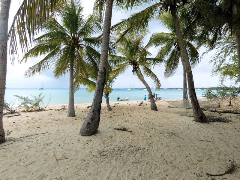 Palm trees and a beach on the Tuamotus