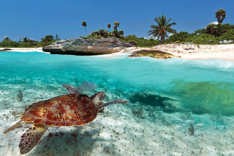 turtle swimming in clear water in BVI