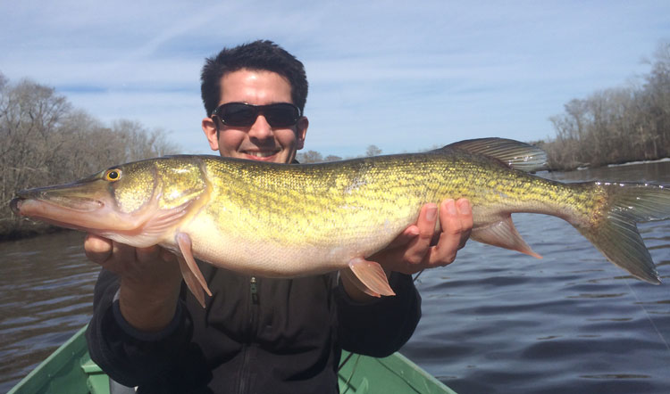 This 30-inch chain pickerel was caught by Brad Holbrook, which after a spirited fight was returned to the water unharmed and happy. (Photo courtesy of Tieren Ebbitt.)