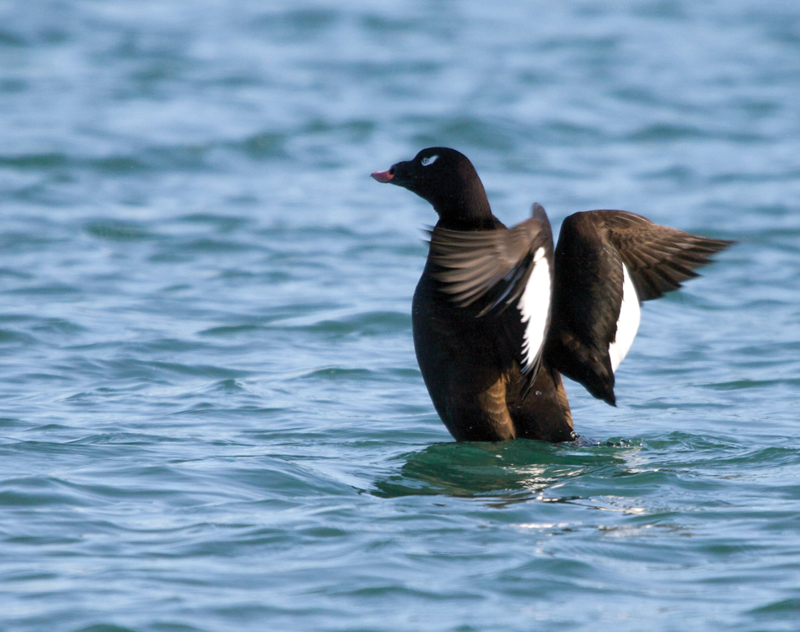 White Winged Scoters 